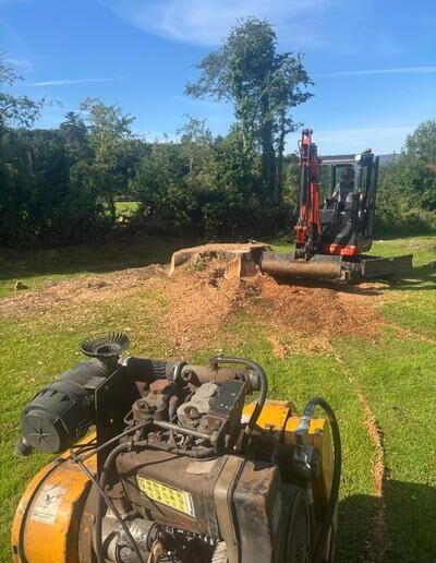 Qualified Tree Surgeon in Tralee