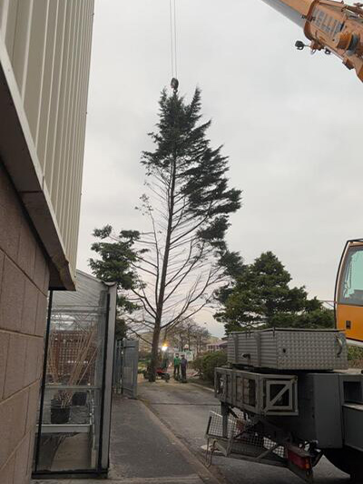 Registered Tree Surgeon Listowel using crane to remove tree from closed in area