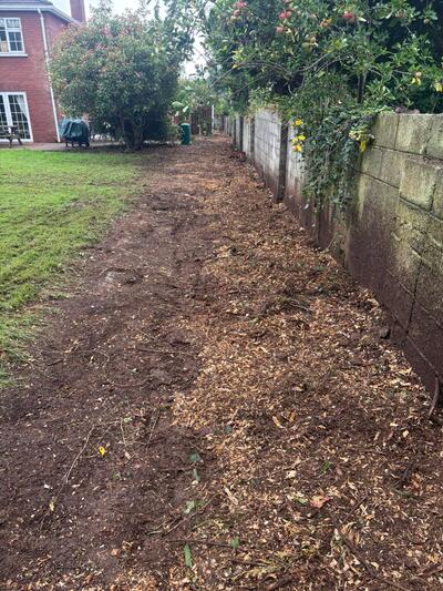 Removal of dangerous and hazardous trees in Tralee