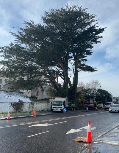 Roadside Tree Surgery in Tralee