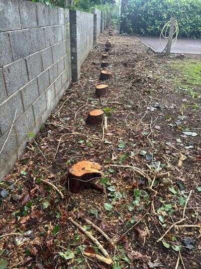 Prefessional tree surgeon cutting up a tree on site in Listowel, Co. Kerry