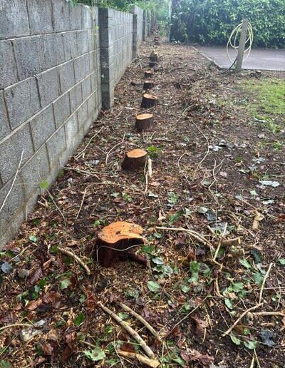 Recent Tree Surgeon work - tree removal in tralee