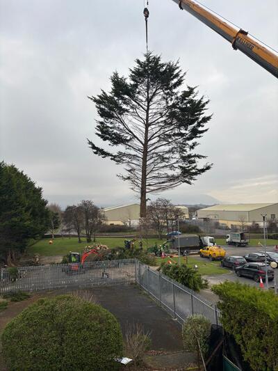 Tree being hoisted by a crane by professional tree services provider in Killorglin