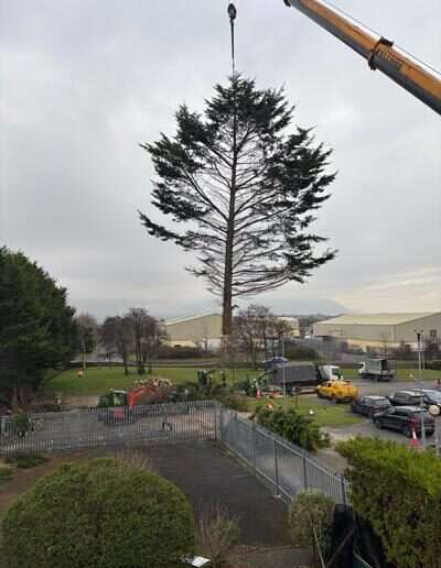 Tree being hoisted by a crane by professional tree services provider in Tralee