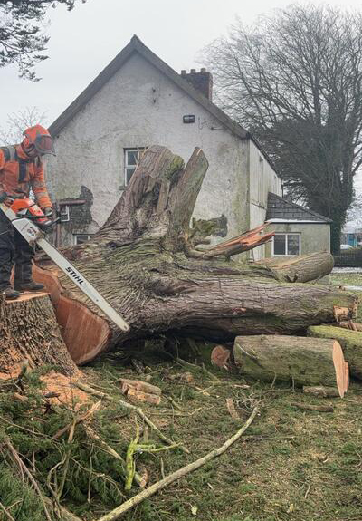 Prefessional tree surgeon cutting up a tree on site in Tralee, Co. Kerry