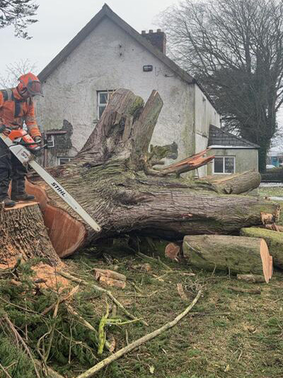 Stump Removal in Listowel