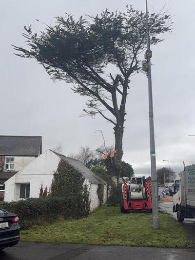 Roadside Tree Surgery in Listowel
