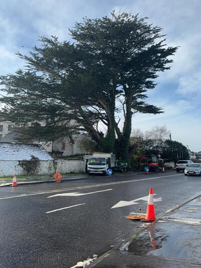 Tree being hoisted by a crane by professional tree services provider in Listowel