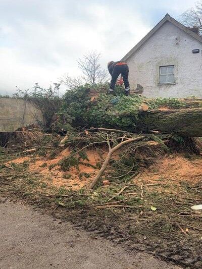 Professional Tree Felling in Tralee