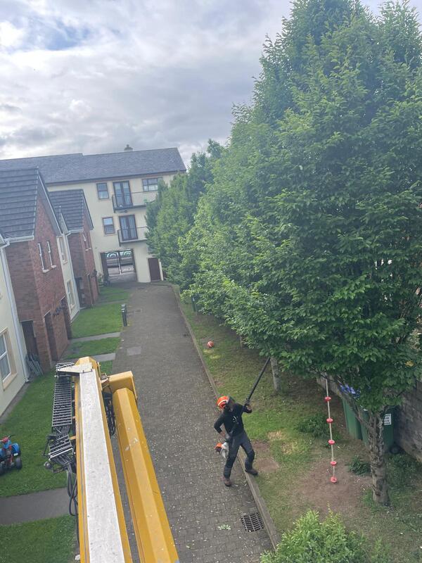 Prefessional tree surgeon cutting up a tree on site in Listowel, Co. Kerry